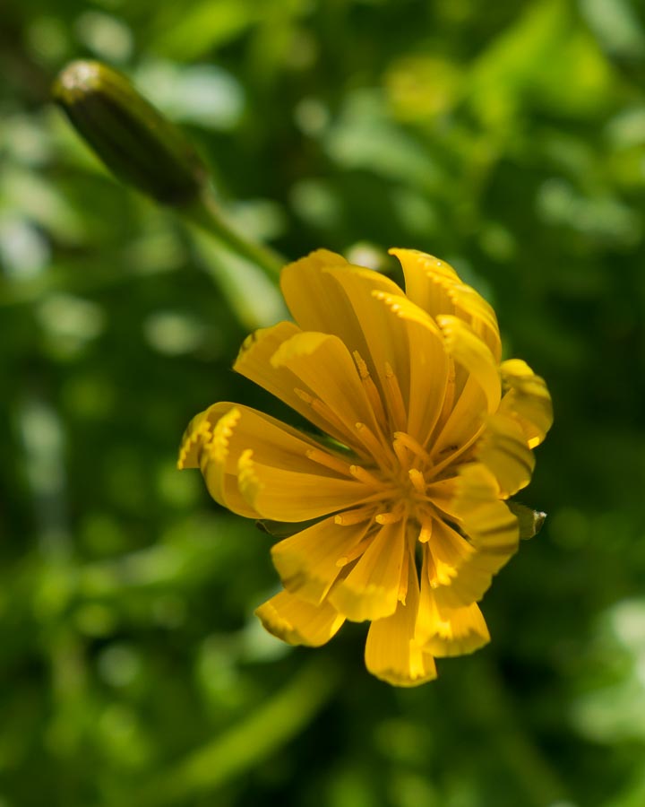 Aposeris foetida / Lattuga fetida